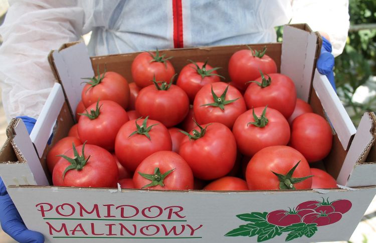 Poszukiwany duży rozmiar pomidorów malinowych